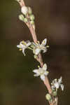 Florida beargrass